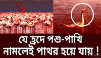 যে হ্রদে নামলে পশু-পাখিরা 'পাথর' হয়ে যা...